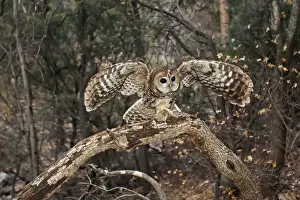 Spotted Owl Print - Strix occidentalis
