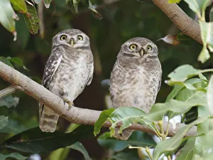 Spotted Owlet Athene brama Rajasthan, India BI032219 Date: 06-Feb-20 Spotted Owlet Athene brama Rajasthan, India BI032219 Date: 06-Feb-20