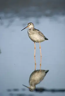 Tringa Erythropus Species Prints: Spotted Redshank