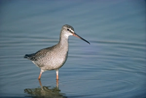 SPOTTED REDSHANK - standing in water SPOTTED REDSHANK - standing in water