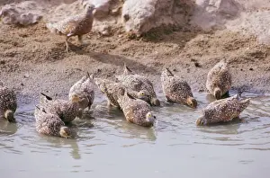 Clem Haagner Photography Prints: Spotted Sandgrouse - drinking
