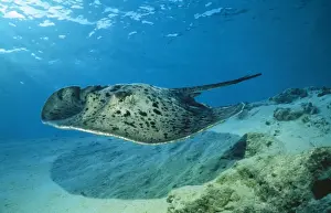 Maldives Marine Life Prints: Spotted Stingray