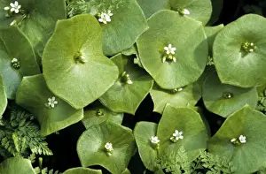 Beautiful White Blooms Prints: Spring Beauty