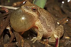 United States Wildlife Prints: Spring Peeper (Pseudacris crucifer)