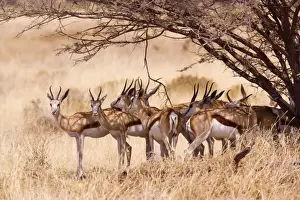 Bob Gibbons Photography Prints: Springbok - group under tree, Etosha, Namibia
