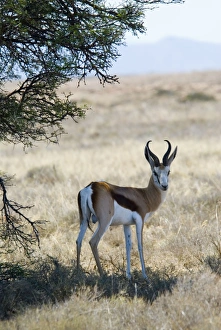 Springbok - resting in shade at noon Springbok - resting in shade at noon