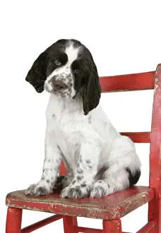Springer Spaniel Print Art Prints, Posters Puzzles