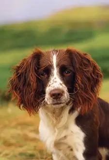 Unique Pet Gifts Online Prints: Springer Spaniel Dog