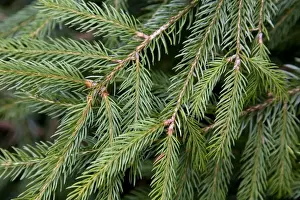 Tree Leaf Photography Prints: Spruce Tree - needles