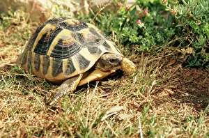 Prints of WAT-993 Spur-Thighed TORTOISE Testudo Graeca Distribution:s Europe,s W and W Asia, N W Africa and Mediterranean M Tortoise Prints: Spur-Thighed Tortoise Print (Testudo Graeca)