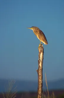 Squacco Heron - Perched on wooden post Squacco Heron - Perched on wooden post