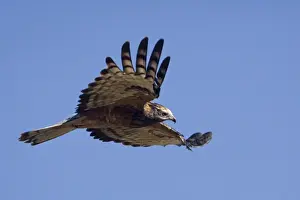 Birds Of Prey Australia Prints: Square-tailed Kite - in flight - Ti Tree, Northern Territory, Australia