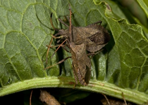 Squash bugs, on dock Squash bugs, on dock