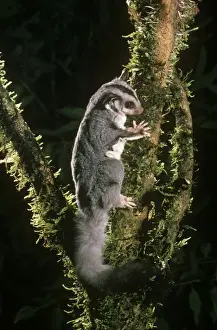 Eastern Australian Wildlife Prints: Squirrel Glider Eastern Australia