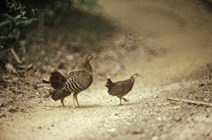 Sri Lanka Junglefowl - female with young Sri Lanka Junglefowl - female with young