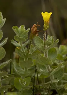 European Wildflowers Images Prints: St Johns Wort