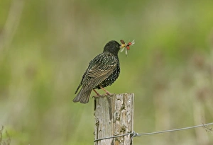 Starling - adult with food for young consisting of Cinnabar moth and two Common Blue Damselflies Starling - adult with food for young consisting of Cinnabar moth and two Common Blue Damselflies