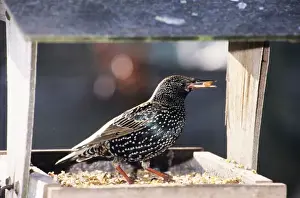 Bird Feeder Photography Prints: Starling - at bird table