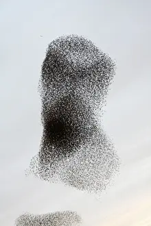 Common Starlings Prints: Starling Flock