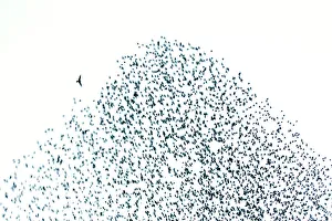 Starling flock and peregrine falcon Starling flock and peregrine falcon