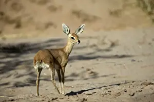Steenbok Namibia Print, Raphicerus campestris