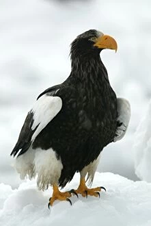 Images Dated 27th February 2004: Steller's Sea Eagle. Hokkaido, Japan