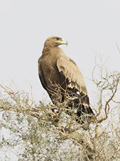 New images march 2022/steppe eagle aquila nipalensis rajasthan New images march 2022/steppe eagle aquila nipalensis rajasthan