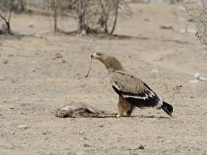 Steppe Eagle - feeding on dead pig Aquila nipalensis Rajasthan, India BI031936 Date: 21-Feb-20 Steppe Eagle - feeding on dead pig Aquila nipalensis Rajasthan, India BI031936 Date: 21-Feb-20