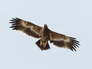 Steppe Eagle - in flight Aquila nipalensis Rajasthan, India BI031876 Date: 21-Feb-20 Steppe Eagle - in flight Aquila nipalensis Rajasthan, India BI031876 Date: 21-Feb-20