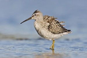Stilt Sandpiper - in September at Jamaica Bay NWR Stilt Sandpiper - in September at Jamaica Bay NWR