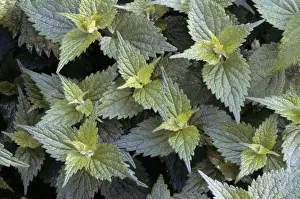 Stinging Nettle Plant Prints: Stinging Nettle