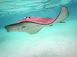 STINGRAY - These large soft rays live on sand in the Moorea lagoon. They have become a tourist attraction STINGRAY - These large soft rays live on sand in the Moorea lagoon. They have become a tourist attraction