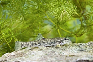 Stone Loach - underwater photo of single fish resting on top of a stone Stone Loach - underwater photo of single fish resting on top of a stone
