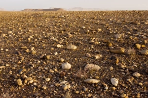 Stony desert or Hamada west of Ouazarzade on the edge of the Sahara Stony desert or Hamada west of Ouazarzade on the edge of the Sahara