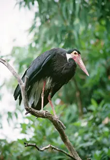 Prints of KFO-882 Storm's Stork Ciconia stormi Kenneth W Fink Please note that prints are for personal display purposes only and may not be reproduced in any way. Storms Stork Prints: Storm's Stork Print: Ciconia stormi