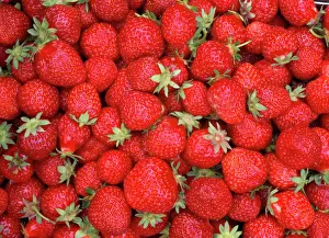 Red Fruit Plant Prints: Strawberries