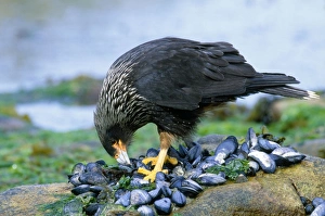 Striated Caracara / Jonny Rook - feeding on mussels Striated Caracara / Jonny Rook - feeding on mussels