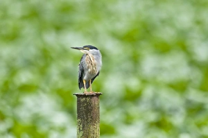 Striated Heron - on post - water treatment plant Striated Heron - on post - water treatment plant