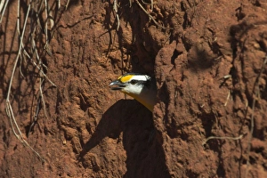 Striated Pardalote - Emerging from nest hole Striated Pardalote - Emerging from nest hole