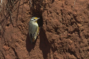 Striated Pardalote - At nest site Striated Pardalote - At nest site