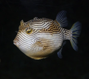 Striped Cowfish, Australian and northern New Zealand coastal waters Striped Cowfish, Australian and northern New Zealand coastal waters