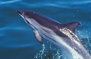 Marine Life Photography Prints: Striped Dolphin
