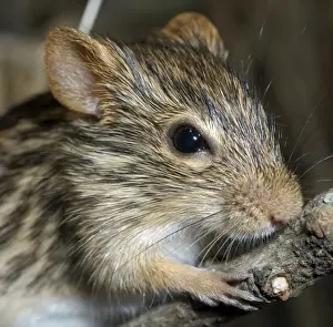 Pat Morris Photography Prints: Striped Grass Mouse