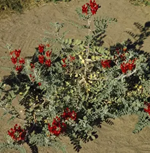 Australian Flowers Prints: Sturts Desert Pea