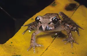Australian Frogs Prints: Stuttering frog