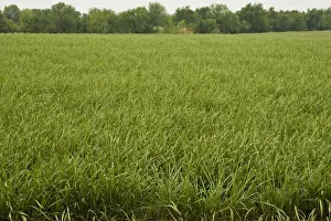 Edible Plants Prints: Sugar Cane