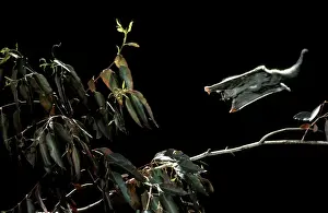 Australian Wildlife Pictures Prints: Sugar glider - gliding JPF19237