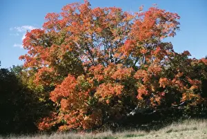 Personal Display Artwork Prints: Sugar Maple
