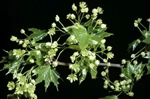 White Flowering Trees Prints: Sugar Maple - flowers