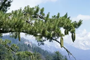 Evergreen Tree Photography Prints: Sugar Pine